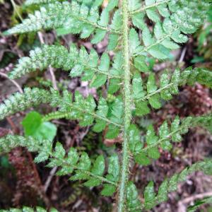 Photographie n°2506312 du taxon Polystichum setiferum (Forssk.) T.Moore ex Woyn. [1913]