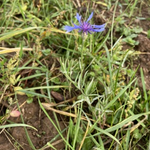 Photographie n°2506328 du taxon Cyanus segetum Hill [1762]