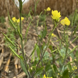 Photographie n°2506386 du taxon Sinapis arvensis L. [1753]