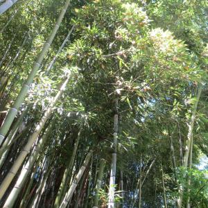 Photographie n°2506401 du taxon Phyllostachys bambusoides Siebold & Zucc. [1843]