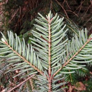 Photographie n°2506479 du taxon Abies alba Mill. [1768]