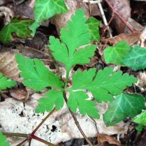 Photographie n°2506481 du taxon Geranium robertianum L.