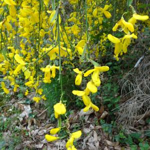 Photographie n°2506492 du taxon Cytisus scoparius (L.) Link [1822]