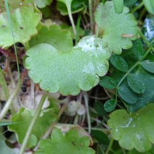 Photographie n°2506521 du taxon Saxifraga granulata L.