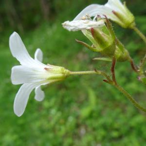 Photographie n°2506522 du taxon Saxifraga granulata L.