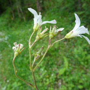 Photographie n°2506523 du taxon Saxifraga granulata L.