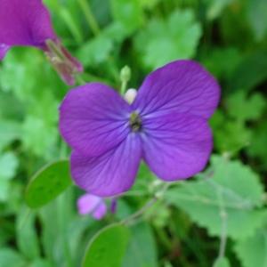 Photographie n°2506530 du taxon Lunaria annua L.