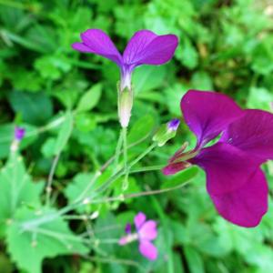 Photographie n°2506532 du taxon Lunaria annua L.