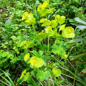 Photographie n°2506549 du taxon Euphorbia amygdaloides L.