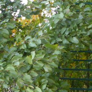 Anny Raim, le  5 novembre 2021 (Villeurbanne)