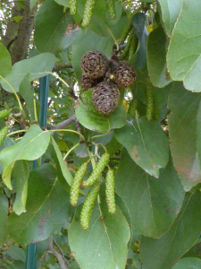 Anny Raim, le  5 novembre 2021 (Villeurbanne)