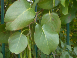 Anny Raim, le  5 novembre 2021 (Villeurbanne)