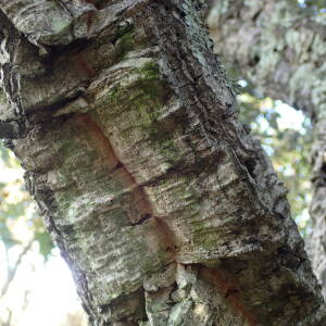 Photographie n°2506584 du taxon Quercus suber L.