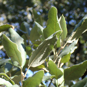 Photographie n°2506585 du taxon Quercus suber L.