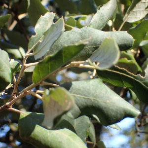 Photographie n°2506586 du taxon Quercus suber L.