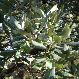 Photographie n°2506588 du taxon Quercus suber L.