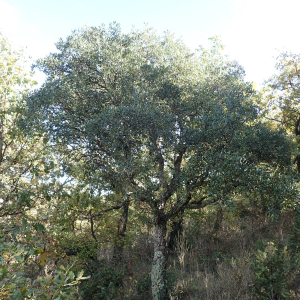 Photographie n°2506590 du taxon Quercus suber L.