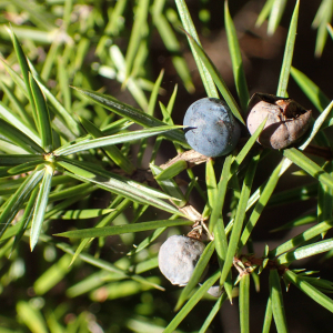 Photographie n°2506601 du taxon Juniperus communis L.