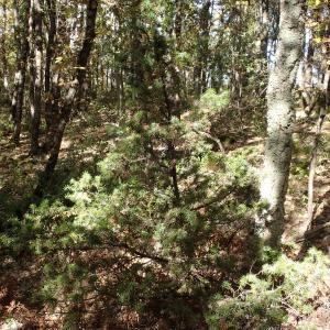 Photographie n°2506602 du taxon Juniperus communis L.