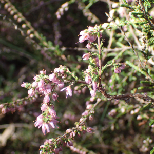 Photographie n°2506607 du taxon Calluna vulgaris (L.) Hull