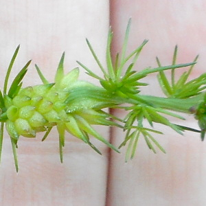 Photographie n°2506684 du taxon Asparagus tenuifolius Lam. [1783]