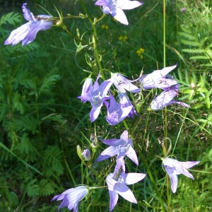 Photographie n°2506688 du taxon Campanula rapunculus L. [1753]