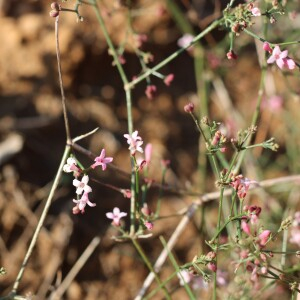 Photographie n°2506846 du taxon Asperula cynanchica L.