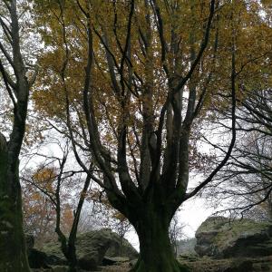 Photographie n°2506921 du taxon Fagus sylvatica L. [1753]