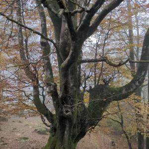 Photographie n°2506924 du taxon Fagus sylvatica L. [1753]