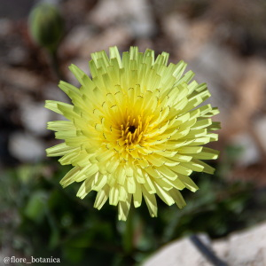 Photographie n°2506976 du taxon Urospermum dalechampii (L.) Scop. ex F.W.Schmidt [1795]