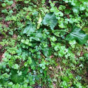 Photographie n°2506999 du taxon Arum maculatum L. [1753]