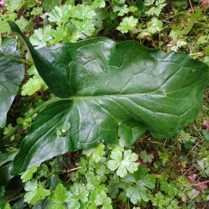 Photographie n°2507001 du taxon Arum maculatum L. [1753]