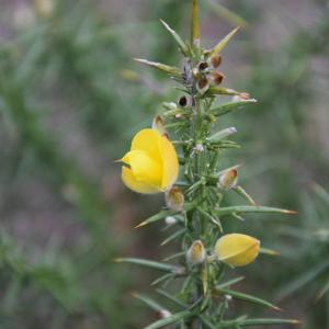 Photographie n°2507006 du taxon Ulex europaeus L. [1753]