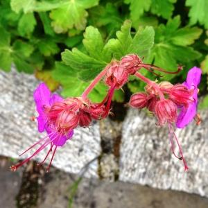 Photographie n°2507021 du taxon Geranium macrorrhizum L. [1753]