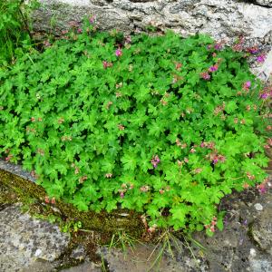 Photographie n°2507026 du taxon Geranium macrorrhizum L. [1753]