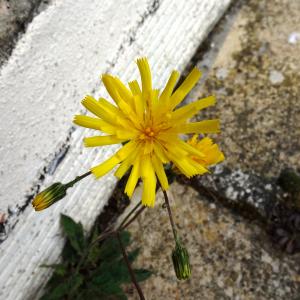 Hieracium pictum Schleich. ex Pers. (Épervière mouchetée)