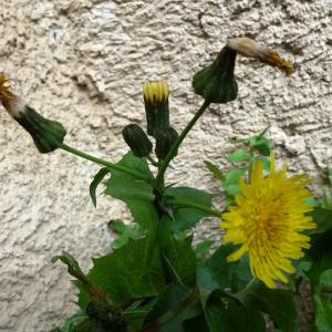 Photographie n°2507034 du taxon Sonchus oleraceus L.