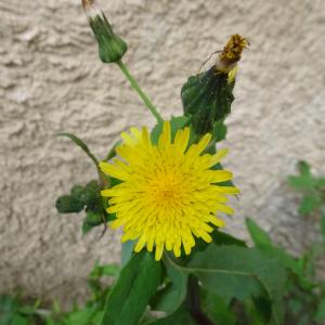 Photographie n°2507035 du taxon Sonchus oleraceus L.