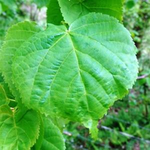 Photographie n°2507045 du taxon Tilia cordata Mill. [1768]