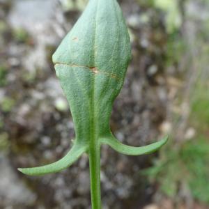Photographie n°2507070 du taxon Rumex acetosella L. [1753]
