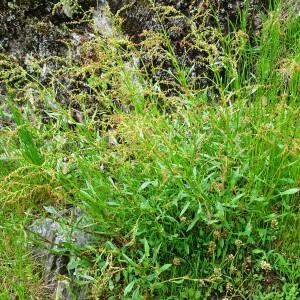 Photographie n°2507071 du taxon Rumex acetosella L. [1753]