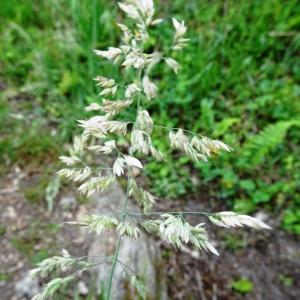 Photographie n°2507104 du taxon Holcus lanatus L. [1753]