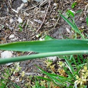 Photographie n°2507114 du taxon Holcus lanatus L. [1753]