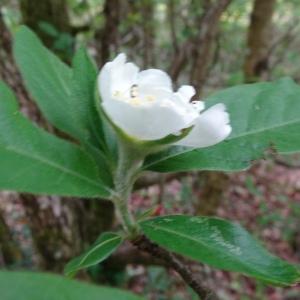 Photographie n°2507130 du taxon Crataegus germanica (L.) Kuntze