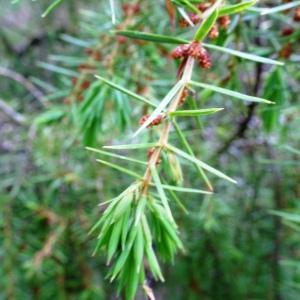 Photographie n°2507189 du taxon Juniperus communis L. [1753]
