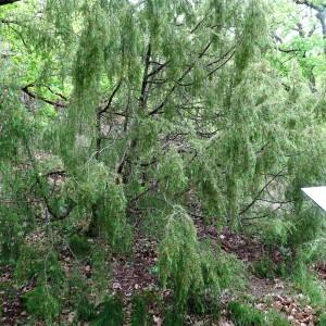 Photographie n°2507191 du taxon Juniperus communis L. [1753]