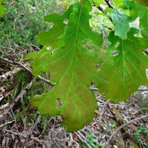 Photographie n°2507210 du taxon Quercus robur L. [1753]