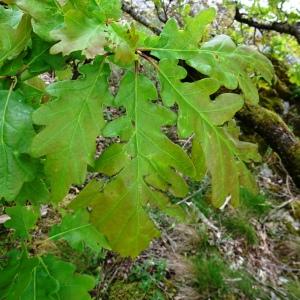 Photographie n°2507211 du taxon Quercus robur L. [1753]