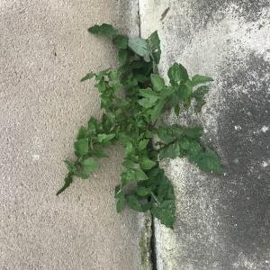 Photographie n°2507224 du taxon Sonchus oleraceus L.