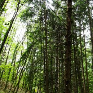 Photographie n°2507253 du taxon Picea abies (L.) H.Karst. [1881]